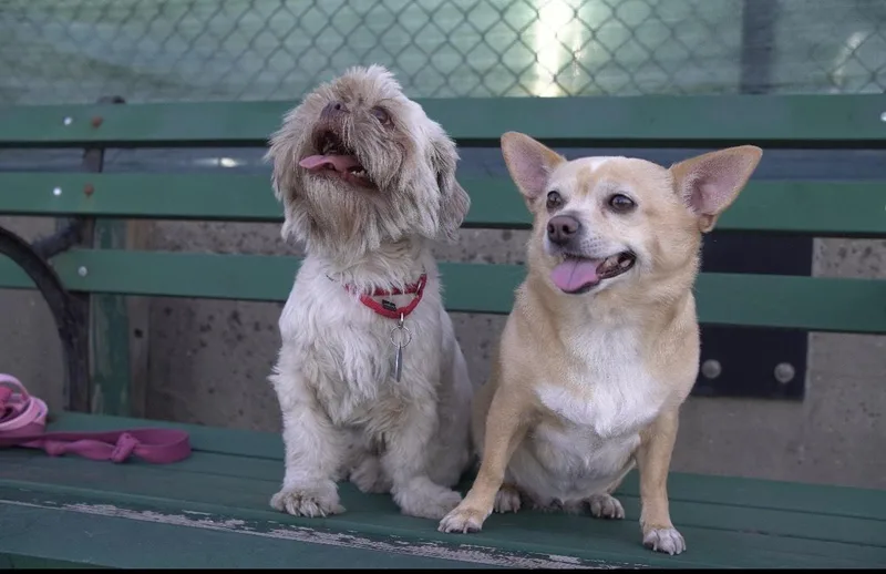 A young small-sized male Shih Tzu dog named Coco for adoption in Brooklyn, NY