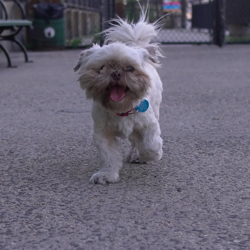 Coco thumbnail 4