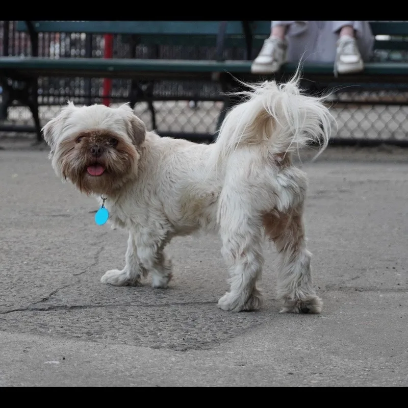 Coco thumbnail 6