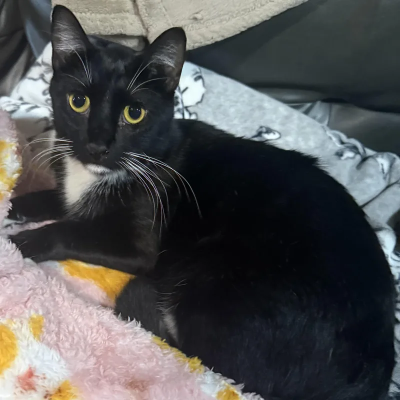 A young medium-sized male Black & White / Tuxedo Domestic Short Hair cat named Samson for adoption in Liverpool, TX