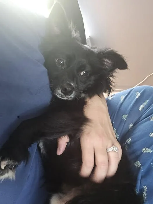 Charlie Chico thumbnail 2