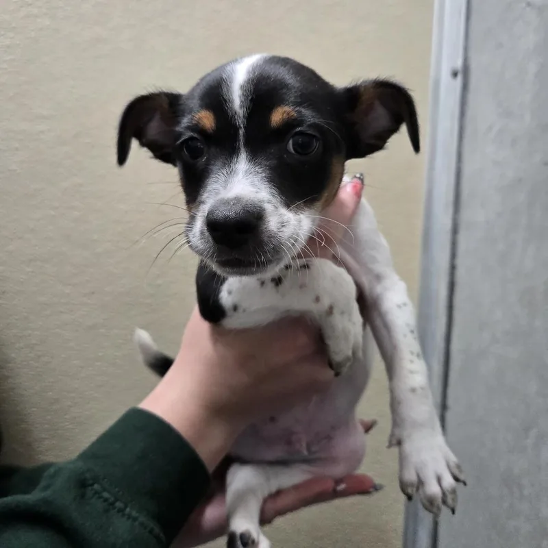 A baby small-sized male Black Cattle Dog dog named Muffin for adoption in Albuquerque, NM