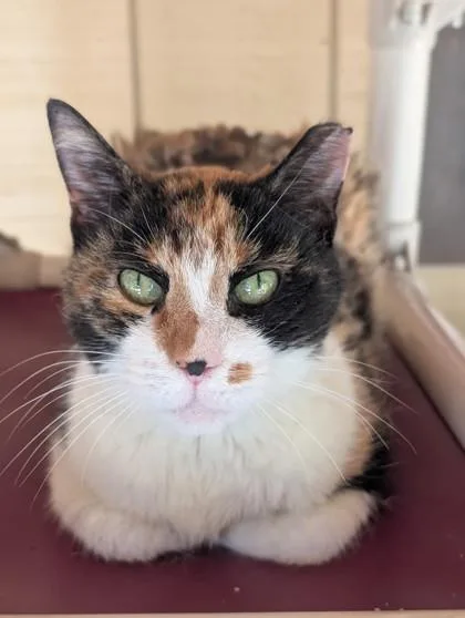 An adult medium-sized female Domestic Short Hair cat named Princess Piggy for adoption in Bloomsburg, PA