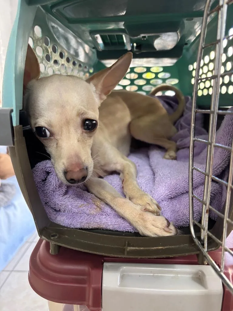 A young small-sized female Chihuahua dog named Tanny for adoption in Fort Worth, TX