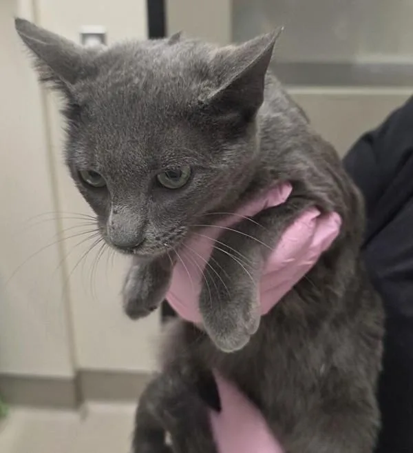 A young small-sized female Domestic Short Hair cat named Smudge for adoption in El Cajon, CA