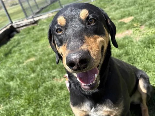 Remus