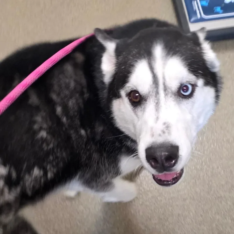 An adult medium-sized male Black Siberian Husky dog named Boomer for adoption in Council Bluffs, IA