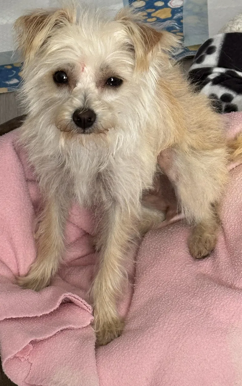A young small-sized female Maltese dog named Dulce for adoption in Windsor, CO