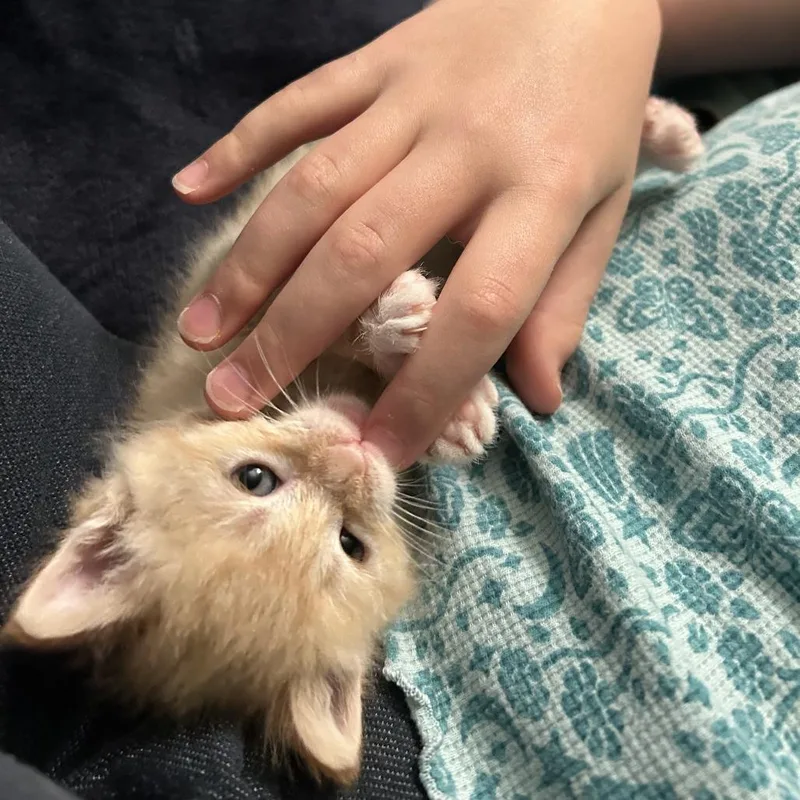 A baby small-sized male Orange / Red Domestic Short Hair cat named Cream for adoption in Columbia, MO