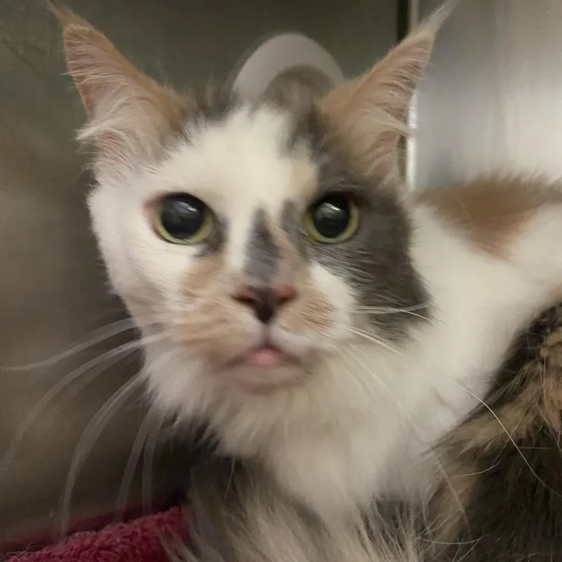 A senior medium-sized female Calico Domestic Long Hair cat named Daisy for adoption in Murray, UT