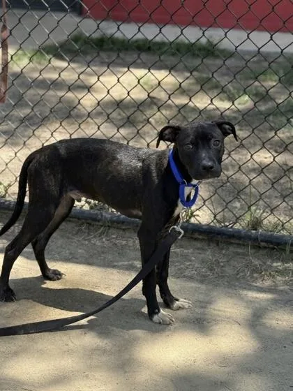 A baby medium-sized female Mixed Breed dog named Pebbles for adoption in West Chester, PA