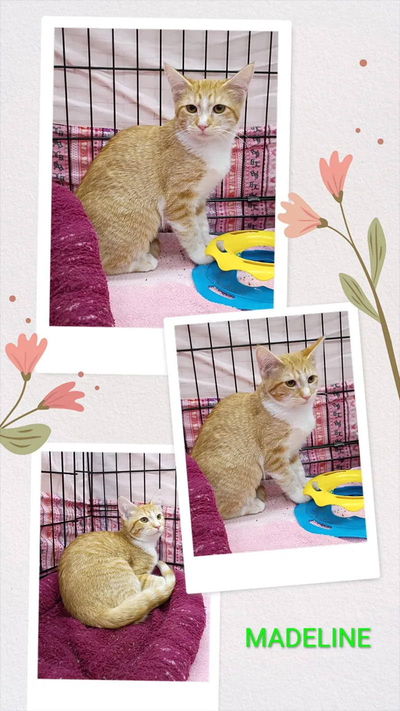 A young medium-sized female Orange & White American Shorthair cat named Madeline for adoption in Albuquerque, NM