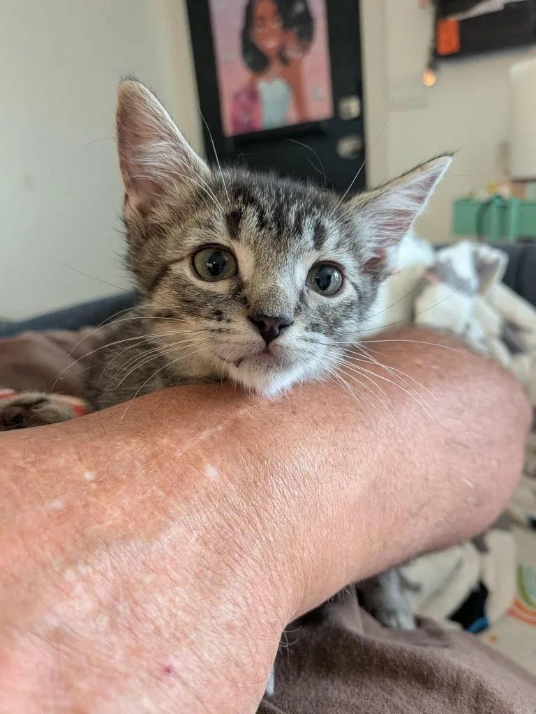 Bagel