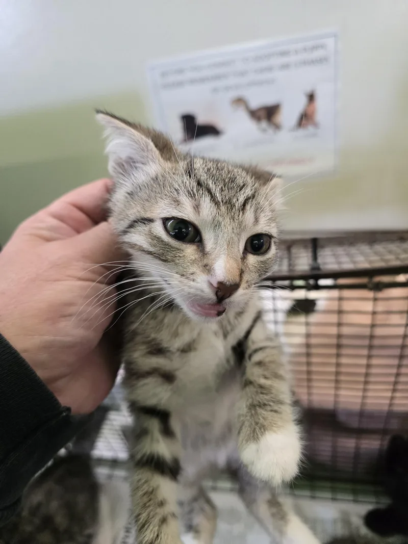 A baby small-sized male Domestic Short Hair cat named Badger for adoption in Los Angeles, CA