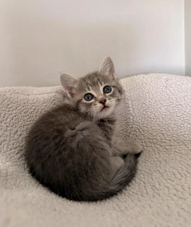 A baby small-sized female Domestic Short Hair cat named Lucy for adoption in Long Beach, CA