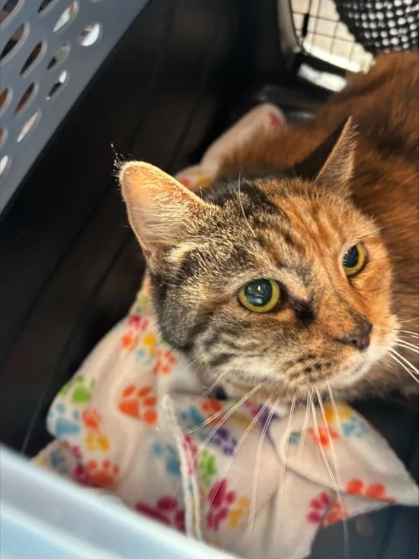 A senior medium-sized female Domestic Short Hair cat named Terry for adoption in San Diego, CA