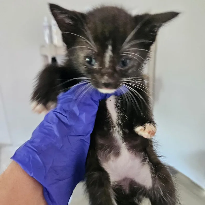 A baby small-sized male Black Domestic Short Hair cat named DandyLion for adoption in Hattiesburg, MS