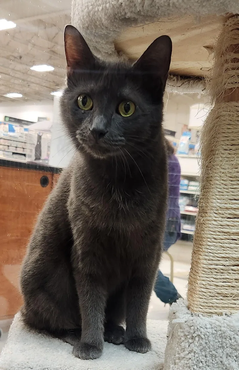 An adult medium-sized female Domestic Short Hair cat named Phoenix for adoption in San Antonio, TX