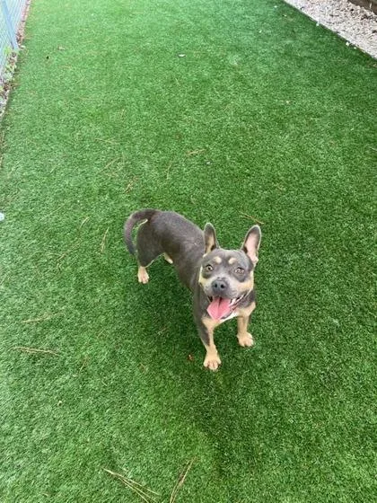 A baby medium-sized female French Bulldog dog named Java for adoption in Louisburg, NC