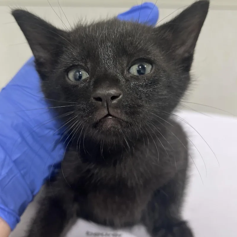 A baby small-sized male Black Domestic Short Hair cat named Floyd for adoption in Tampa, FL