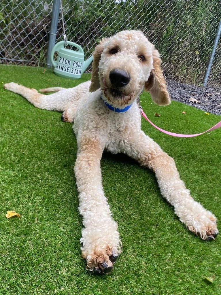Max