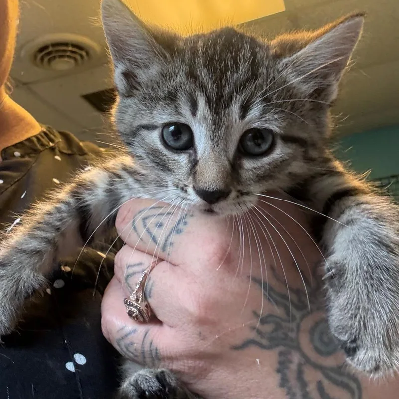 A baby small-sized female Brown / Chocolate Domestic Short Hair cat named Bikini for adoption in Pennsville, NJ