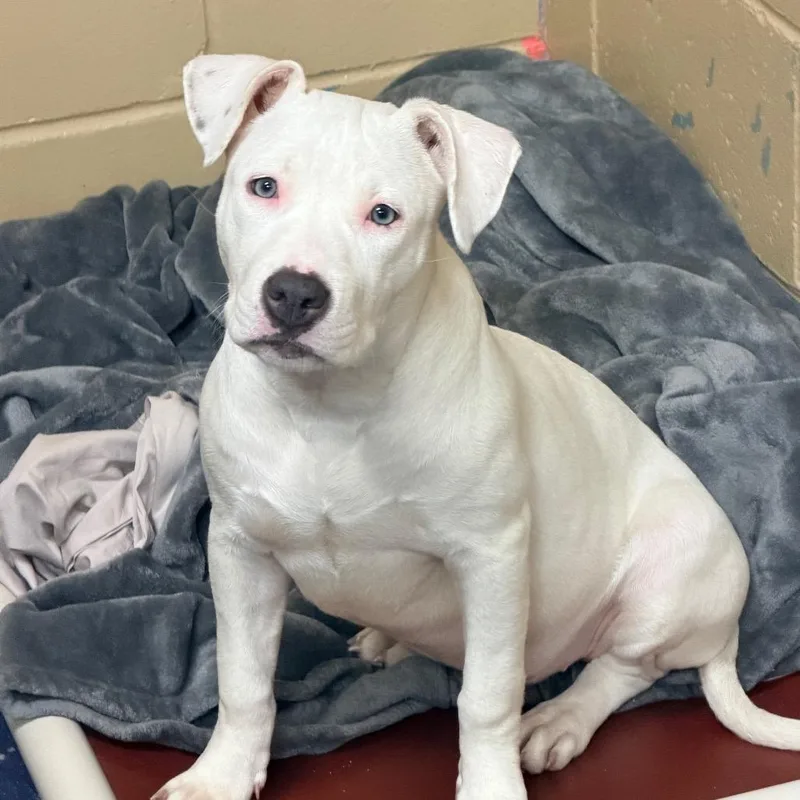 A baby medium-sized female White / Cream Pit Bull Terrier dog named Star for adoption in Newark, NJ