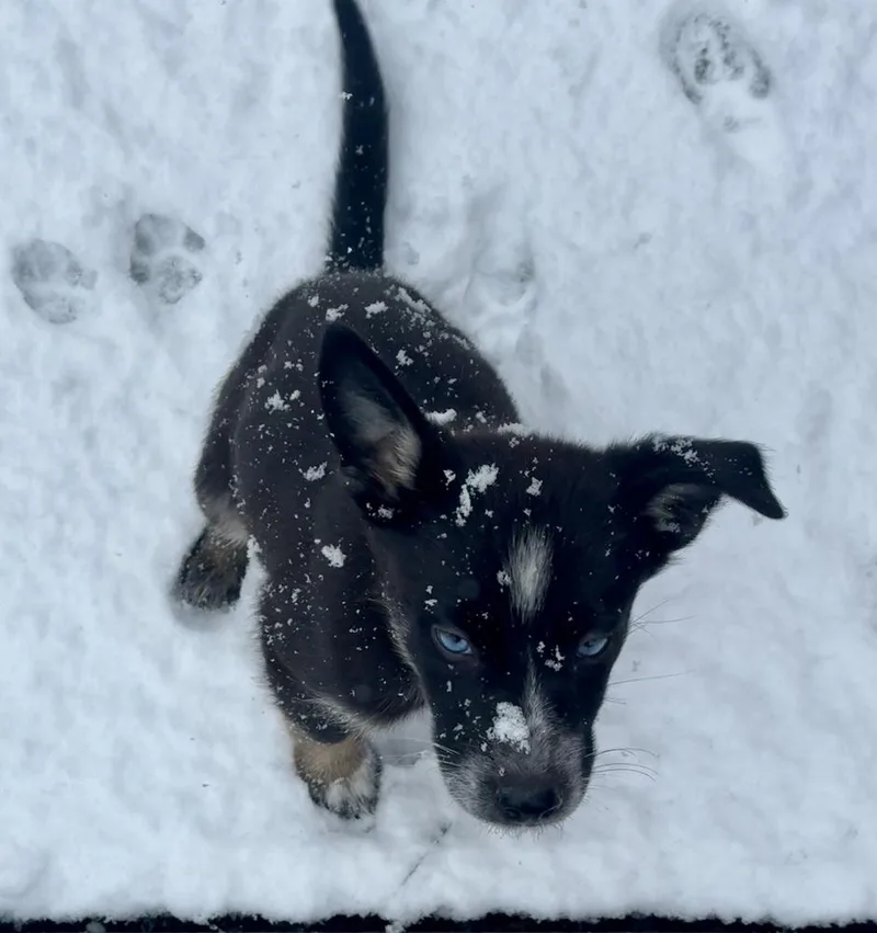 Aspen thumbnail 6