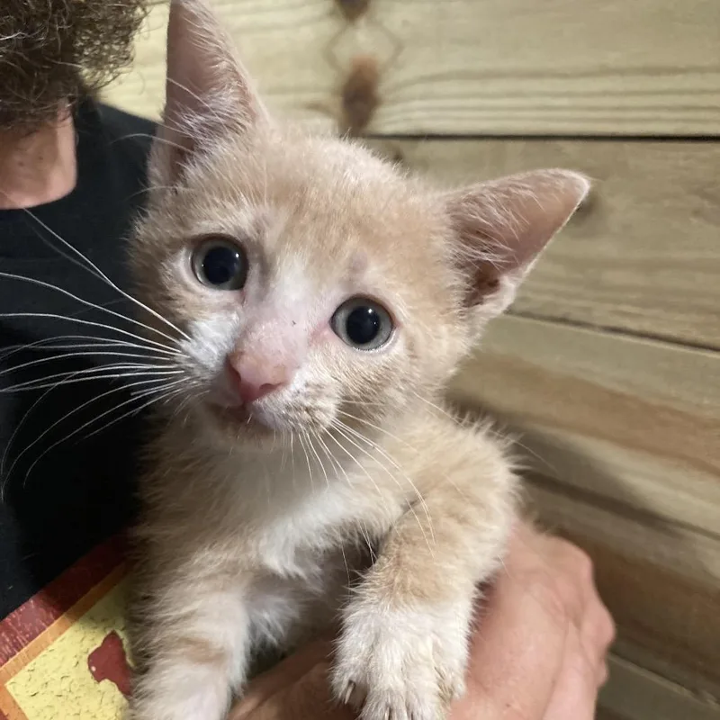 A baby small-sized male Buff / Tan / Fawn Domestic Short Hair cat named Jimmy DyalEC for adoption in Tallahassee, FL