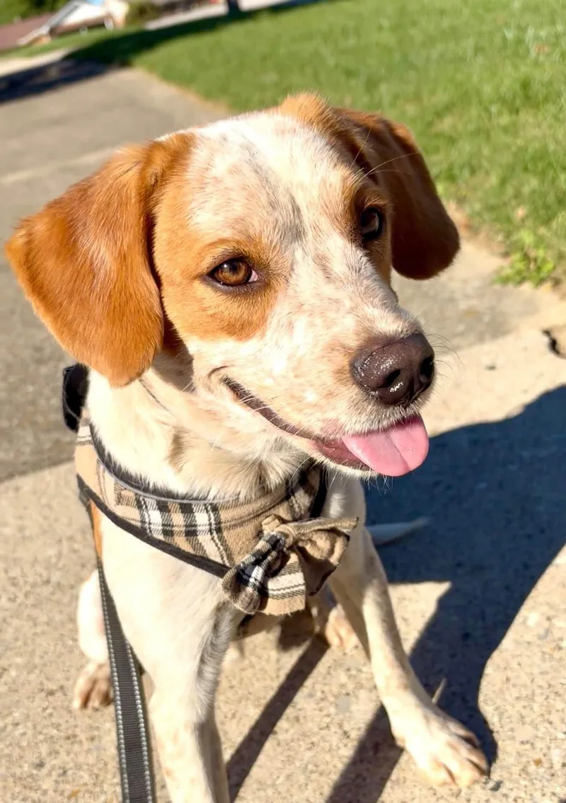 A young medium-sized male Beagle dog named Finwick for adoption in Germantown, OH