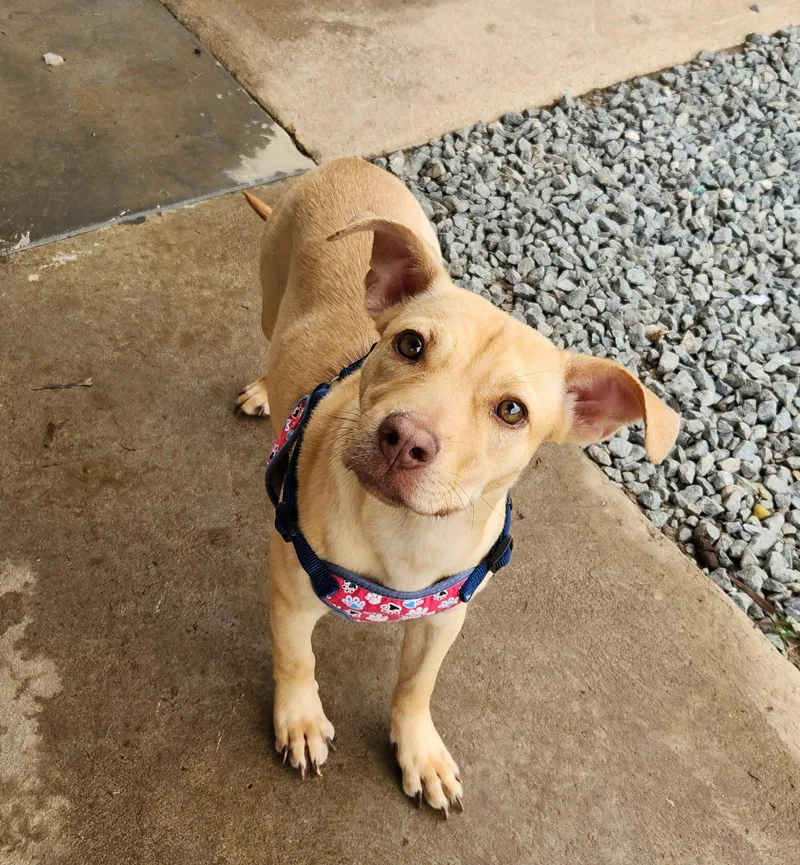 A young medium-sized female Apricot / Beige Pit Bull Terrier dog named Nala for adoption in Siloam Springs, AR