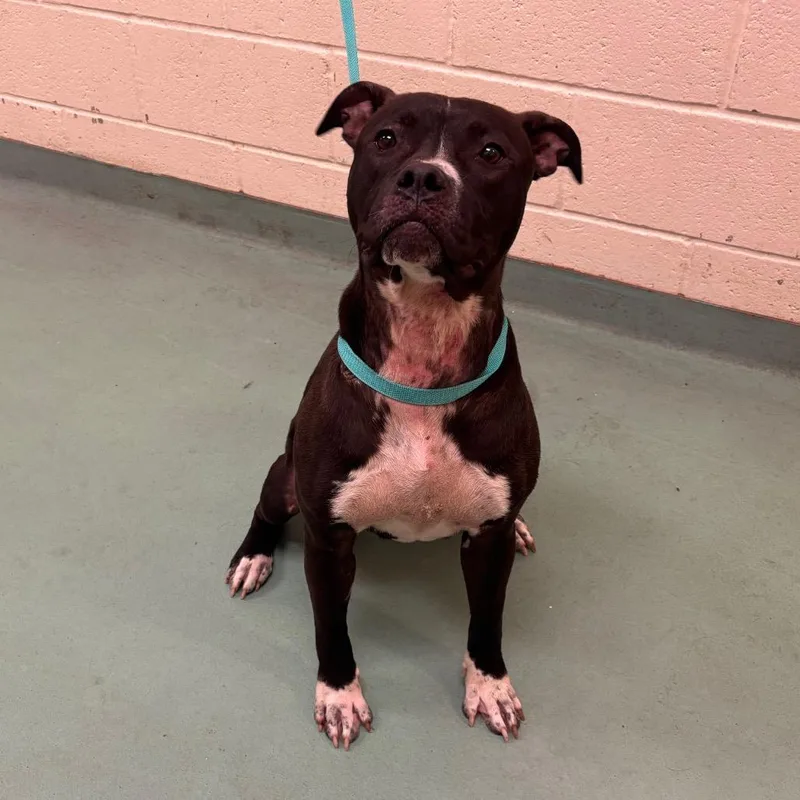 An adult large-sized female Black Mixed Breed dog named Fairy Godmother for adoption in Memphis, TN
