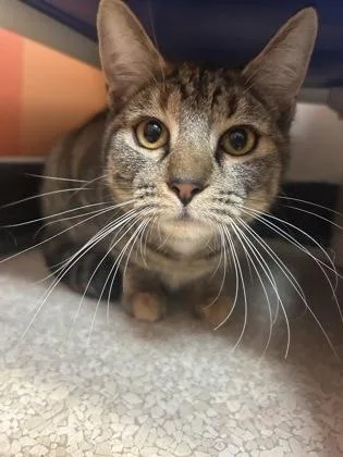 A young medium-sized female Tabby (Brown / Chocolate) Domestic Short Hair cat named Luna for adoption in Lafayette, IN