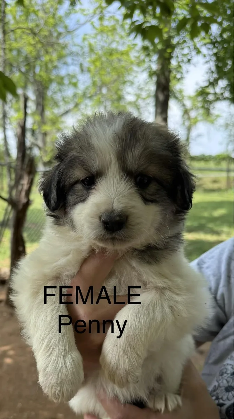 Penny