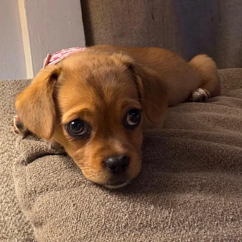 A baby small-sized female Brown / Chocolate Chihuahua dog named Ruby for adoption in Tomah, WI