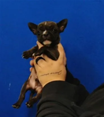 A baby small-sized male Chihuahua dog named Stephen for adoption in Albuquerque, NM