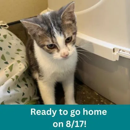 A young medium-sized male Domestic Short Hair cat named Gumby for adoption in Dubuque, IA