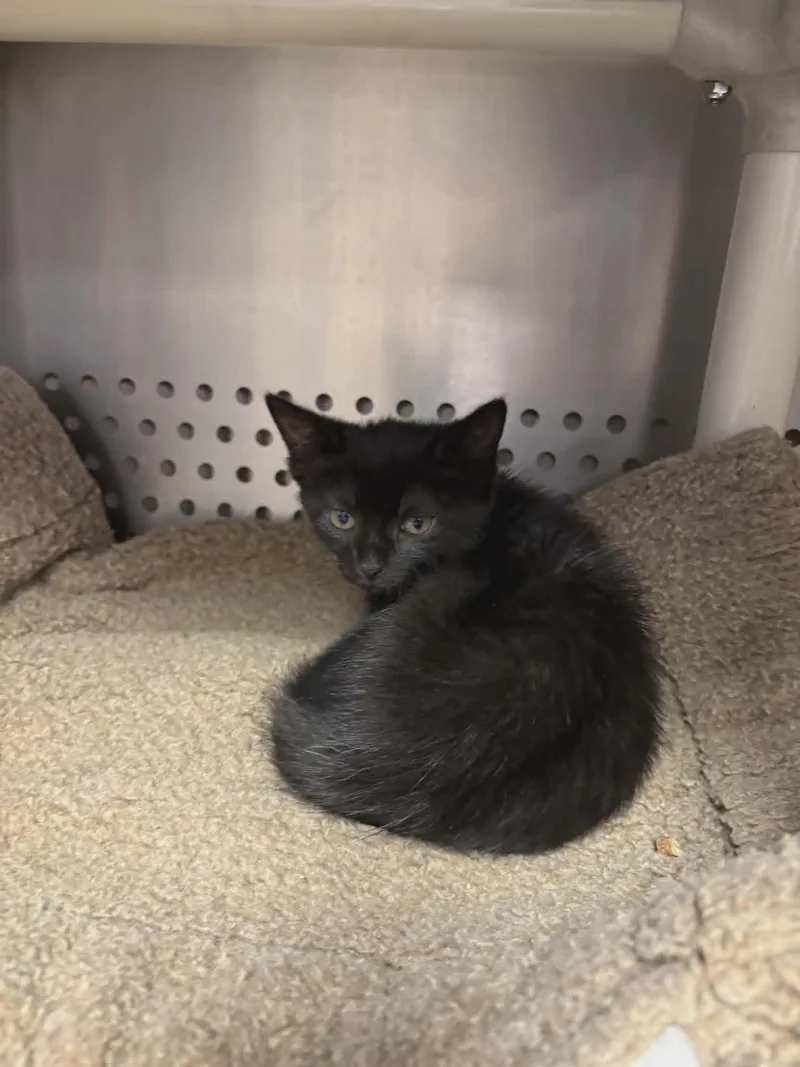 A baby medium-sized female Tabby (Buff / Tan / Fawn) Domestic Short Hair cat named Momo for adoption in Orange, VA