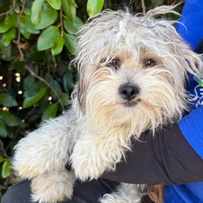A young small-sized male Gray / Blue / Silver Poodle dog named Spruce for adoption in Santa Barbara, CA