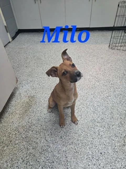 Milo