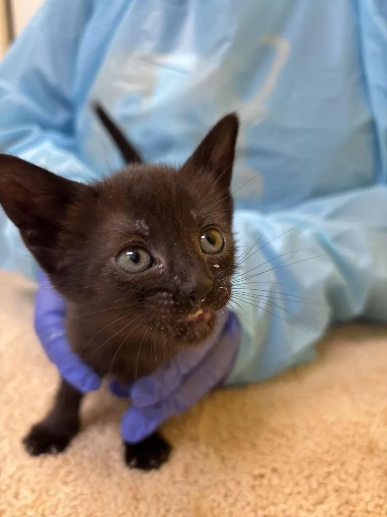 A baby small-sized female Black Domestic Short Hair cat named Cobalt for adoption in Raleigh, NC