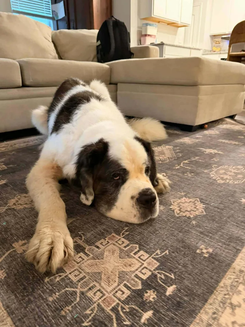An adult extra large-sized male Tricolor (Brown, Black, & White) Saint Bernard dog named Wallow so il for adoption in O Fallon, IL