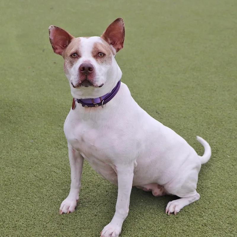 A senior large-sized female Mixed Breed dog named Sugar for adoption in Port Washington, NY