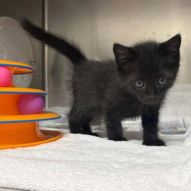 A baby small-sized male Black Domestic Short Hair cat named Halo for adoption in Milton, FL