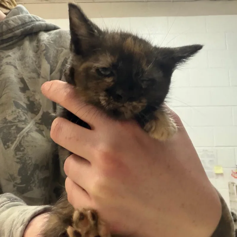A baby small-sized female Black Domestic Short Hair cat named Scarlett for adoption in Ardmore, OK