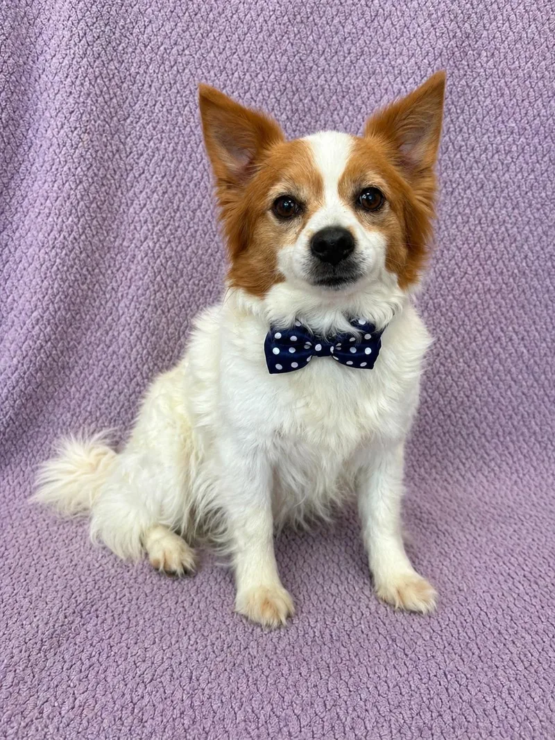 An adult small-sized male Red / Chestnut / Orange Papillon dog named Westley for adoption in Lodi, CA