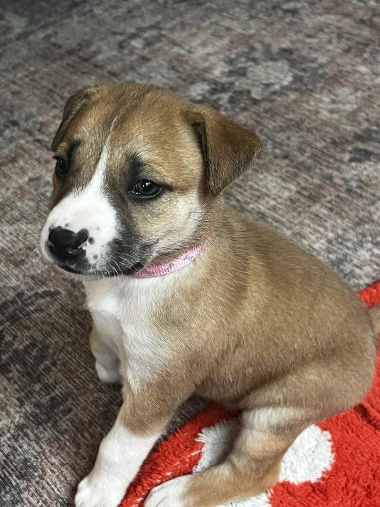 A baby small-sized female White / Cream Terrier dog named Shelly for adoption in Colorado Springs, CO