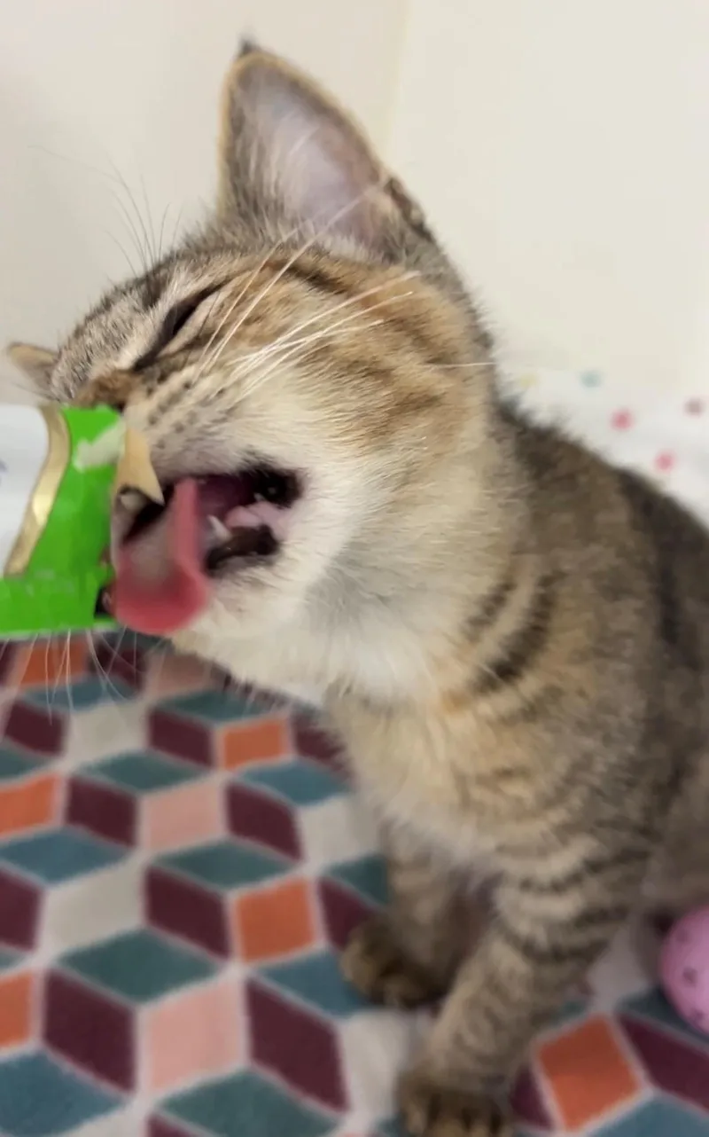 Mindy thumbnail 5