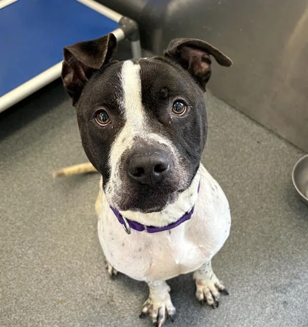 An adult large-sized male Pit Bull Terrier dog named Kaige for adoption in Dallas, TX