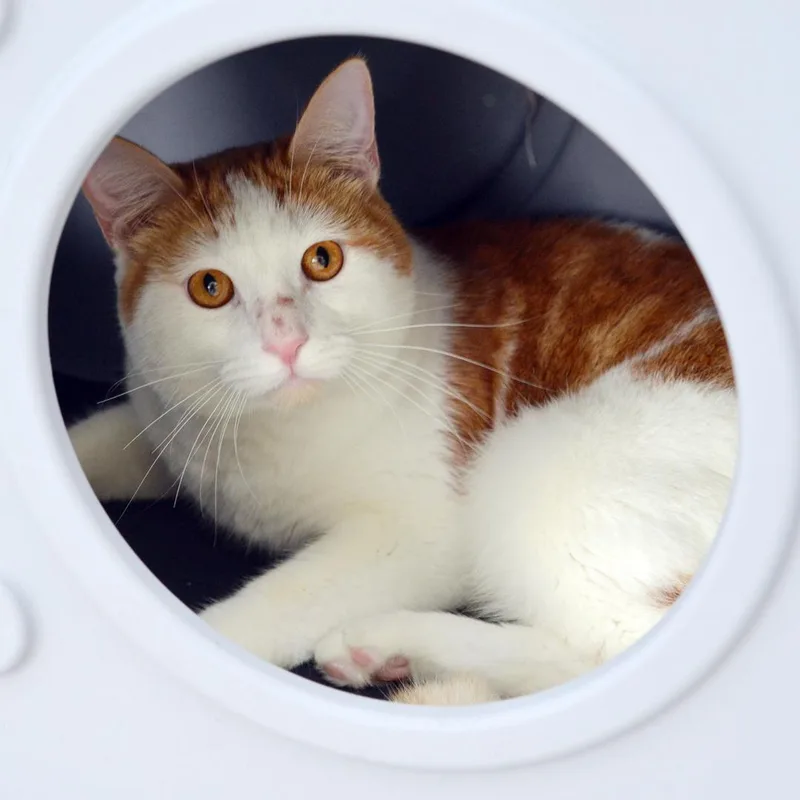 An adult medium-sized male Domestic Short Hair cat named Traveling Man for adoption in Sanford, FL